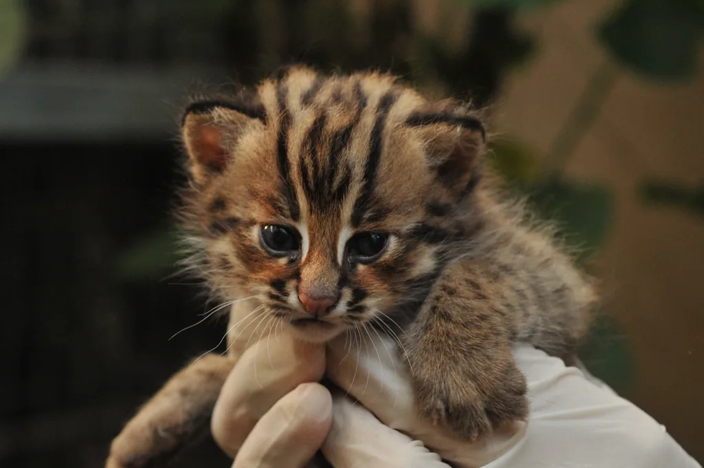 A veterinarian cradling a kitten during an exam